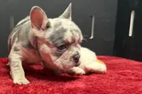 Zink, a female French Bulldog for sale in Sturgis, MI – 6 of 7