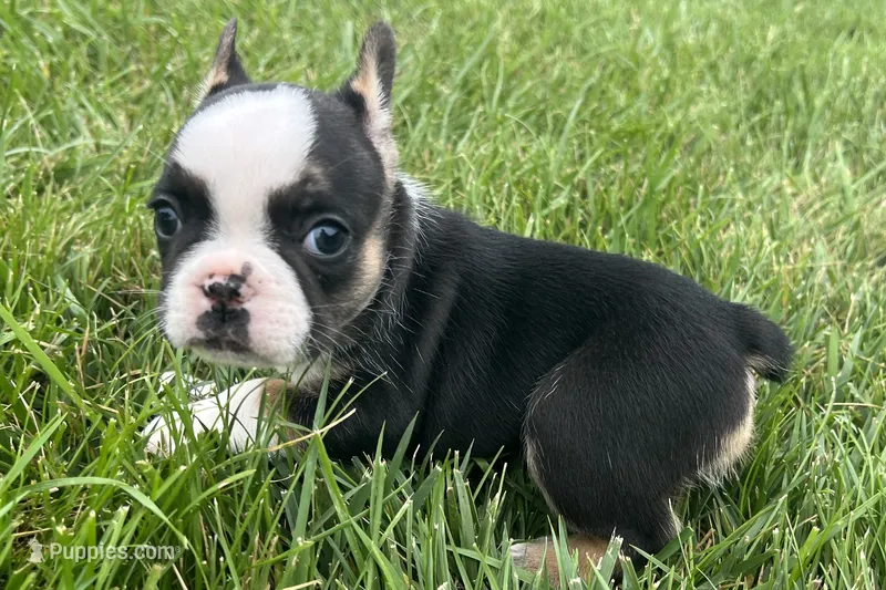 Frizzle – French Bulldog puppy for sale in Sturgis, MI