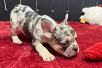 Zero, a female French Bulldog for sale in Sturgis, MI – 5 of 8