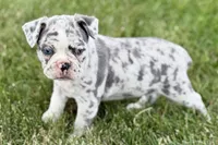 Royal, a female Frenchton for sale in Sturgis, MI – 5 of 8