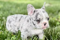 Gwen, a female French Bulldog for sale in Sturgis, MI – 4 of 10