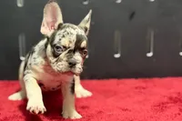 Zippy , a male French Bulldog for sale in Sturgis, MI – 9 of 10