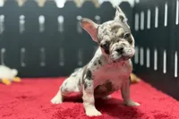 Zero, a female French Bulldog for sale in Sturgis, MI – 7 of 10