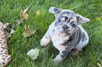 Korsak , a male French Bulldog for sale in Sturgis, MI – 7 of 10