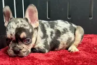 Zippy , a male French Bulldog for sale in Sturgis, MI – 1 of 6