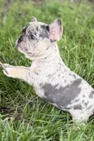 Greta, a female French Bulldog for sale in Sturgis, MI – 8 of 9