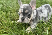 Ethel, a female French Bulldog for sale in Sturgis, MI – 8 of 9