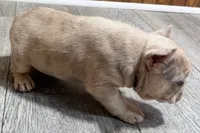 Roseie, a female French Bulldog for sale in Sturgis, MI – 1 of 10