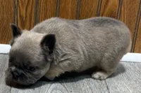Ruthie, a female French Bulldog for sale in Sturgis, MI – 2 of 9