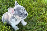 Rita, a female French Bulldog for sale in Sturgis, MI – 2 of 9