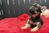 Zebra, a female French Bulldog for sale in Sturgis, MI – 3 of 9