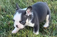 Clark, a male French Bulldog for sale in Sturgis, MI – 1 of 9