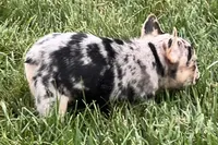 Freddie see, a male French Bulldog for sale in Sturgis, MI – 2 of 7