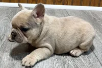 Roseie, a female French Bulldog for sale in Sturgis, MI – 2 of 10