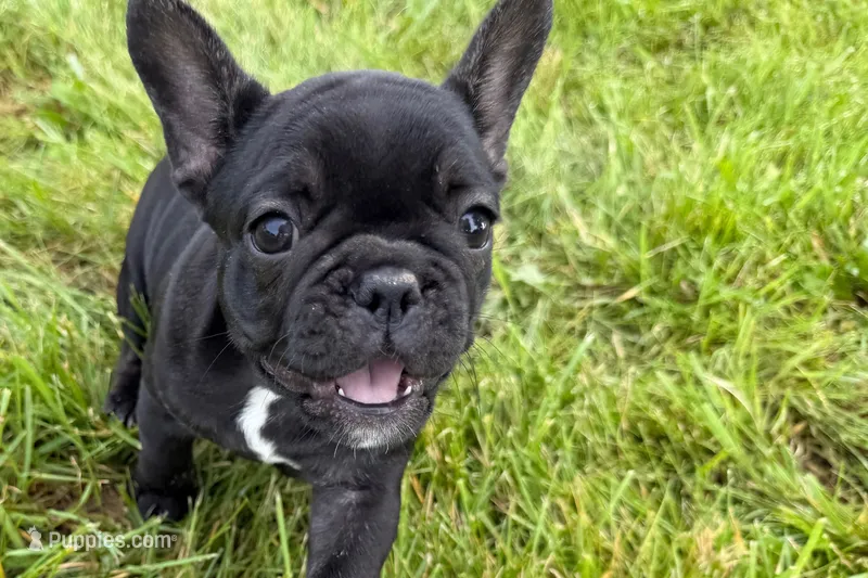 Pearl – French Bulldog puppy for sale in Sturgis, MI