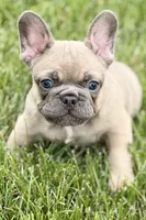 Usher, a male French Bulldog for sale in Sturgis, MI – 5 of 9