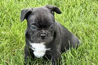 Remy , a male Frenchton for sale in Sturgis, MI – 7 of 10