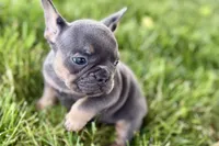 Bonnie, a female French Bulldog for sale in Sturgis, MI – 5 of 9