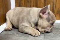 Roseie, a female French Bulldog for sale in Sturgis, MI – 3 of 10