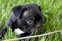 Quincy, a male Frenchton for sale in Sturgis, MI – 2 of 10