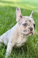 Gizmo, a male French Bulldog for sale in Sturgis, MI – 7 of 9