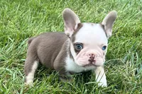 Gypsy , a female French Bulldog for sale in Sturgis, MI – 2 of 10