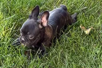 Verle, a male Frenchton for sale in Sturgis, MI – 4 of 10