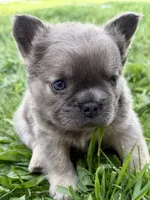 Samson, a male French Bulldog for sale in Sturgis, MI – 9 of 10