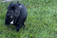Paula , a female French Bulldog for sale in Sturgis, MI – 4 of 10