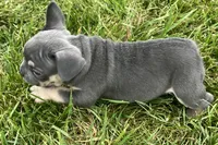 Echo, a male French Bulldog for sale in Sturgis, MI – 6 of 10