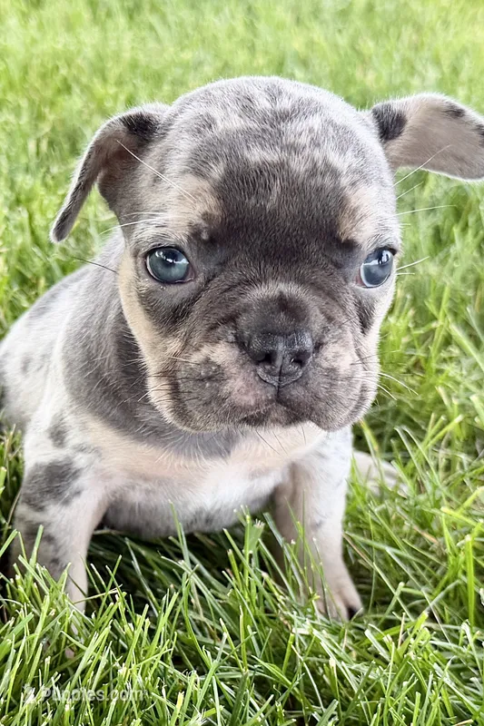 Breezy  – French Bulldog puppy for sale in Sturgis, MI