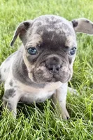 Breezy , a female French Bulldog for sale in Sturgis, MI – 1 of 10