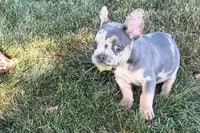 Kirby, a male French Bulldog for sale in Sturgis, MI – 5 of 10