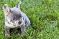 Rafe, a male French Bulldog for sale in Sturgis, MI – 3 of 9