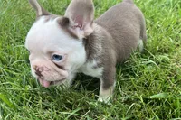 Gypsy , a female French Bulldog for sale in Sturgis, MI – 3 of 10