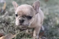 Swimmer, a male French Bulldog for sale in Sturgis, MI – Photo 7 of 10