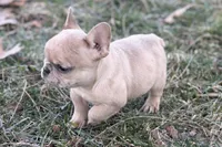 Swimmer, a male French Bulldog for sale in Sturgis, MI – Photo 2 of 10
