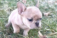 Swimmer, a male French Bulldog for sale in Sturgis, MI – Photo 5 of 10