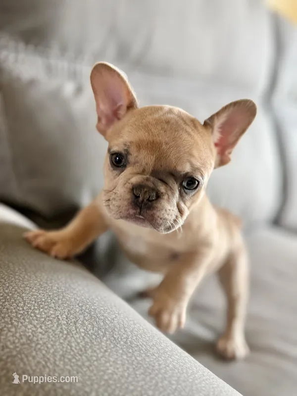 Swimmer – French Bulldog puppy for sale in Sturgis, MI