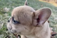 Swimmer, a male French Bulldog for sale in Sturgis, MI – Photo 9 of 10