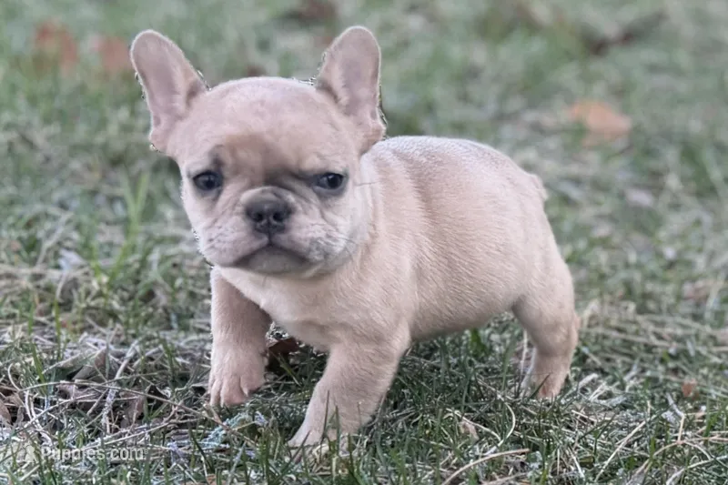 Swimmer – French Bulldog puppy for sale in Sturgis, MI