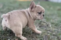 Swimmer, a male French Bulldog for sale in Sturgis, MI – Photo 8 of 10