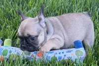Princess , a female French Bulldog for sale in Sturgis, MI – 2 of 5