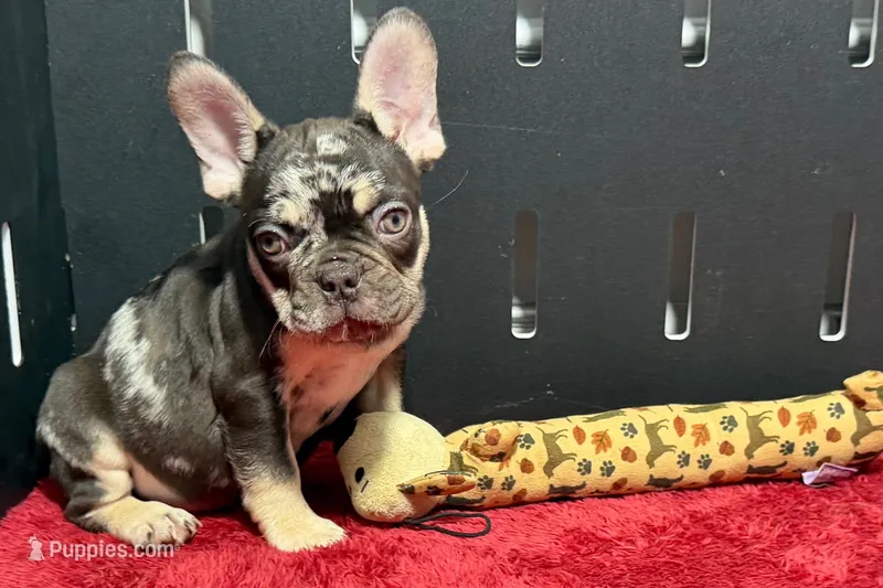 Zack  – French Bulldog puppy for sale in Sturgis, MI