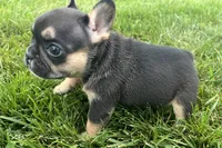 Franny  , a female French Bulldog for sale in Sturgis, MI – 7 of 10