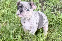 Greta, a female French Bulldog for sale in Sturgis, MI – 5 of 9