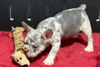 Zink, a female French Bulldog for sale in Sturgis, MI – 10 of 10