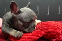Xia , a female French Bulldog for sale in Sturgis, MI – 7 of 10