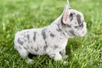 Gwen, a female French Bulldog for sale in Sturgis, MI – 10 of 10