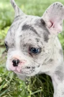 Gwen, a female French Bulldog for sale in Sturgis, MI – 1 of 10